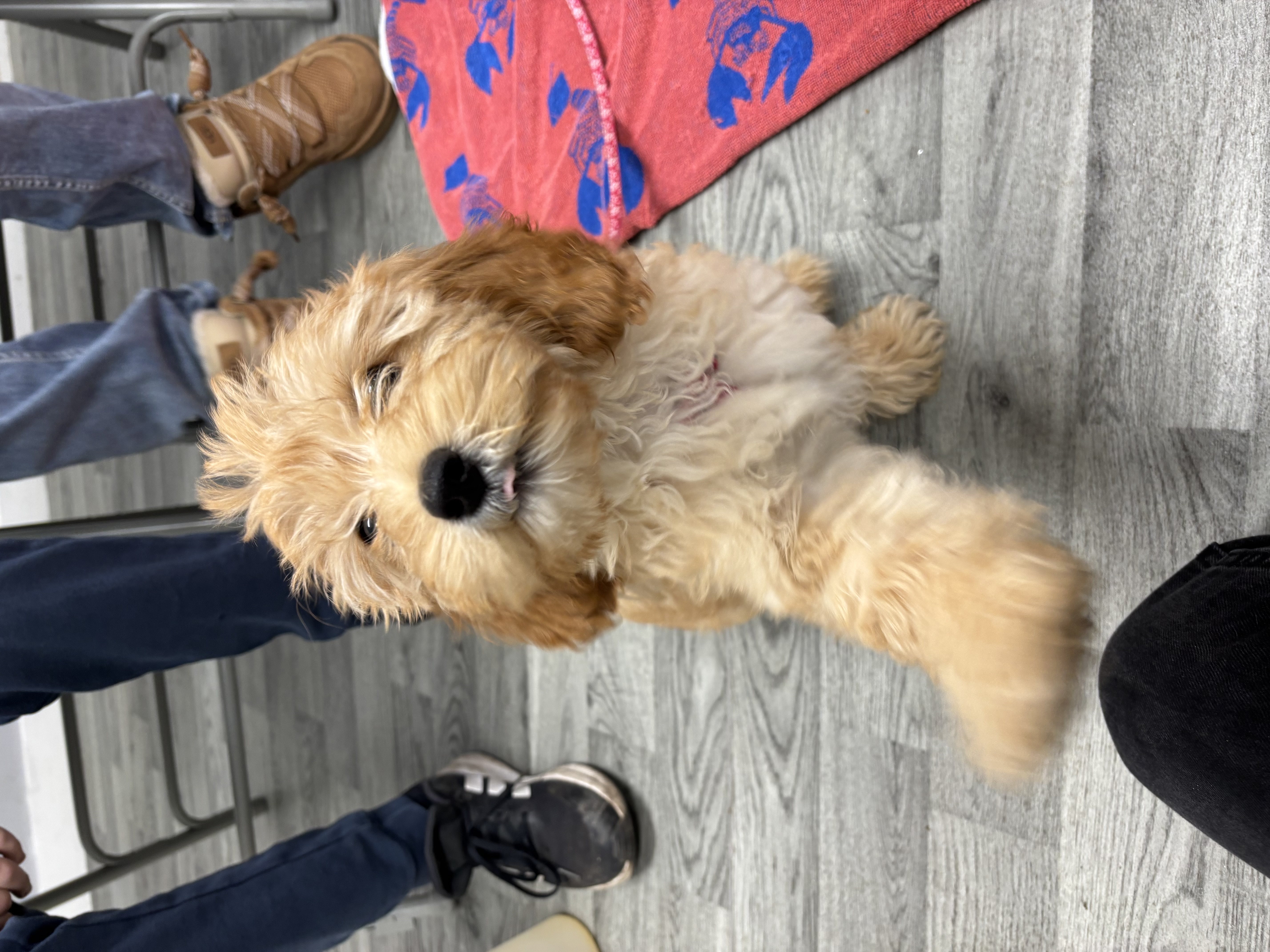 Apricot Cockapoo puppy giving a paw during positive reinforcement puppy training