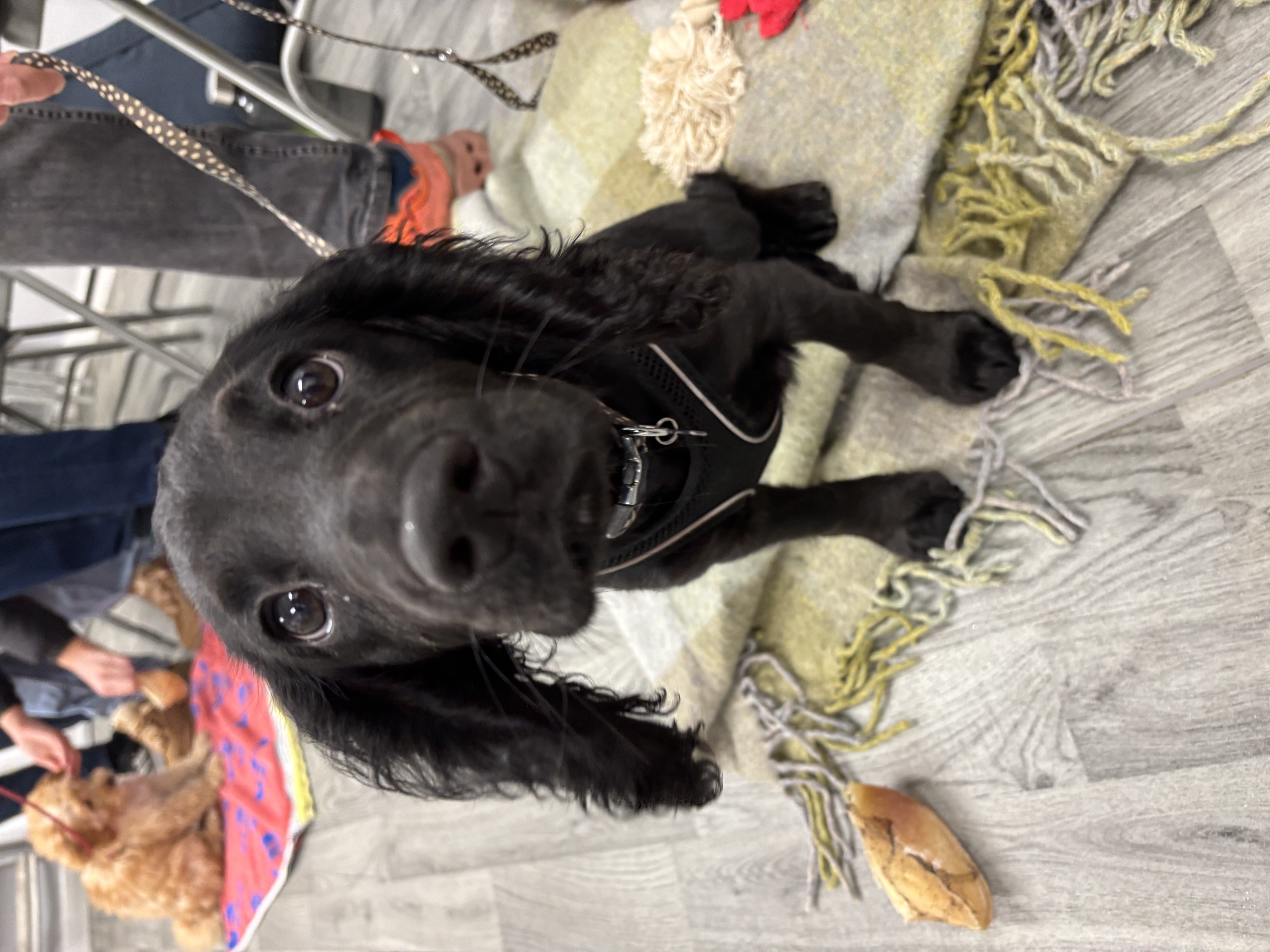 Black Cocker Spaniel puppy sitting attentively during a puppy class near Farnham