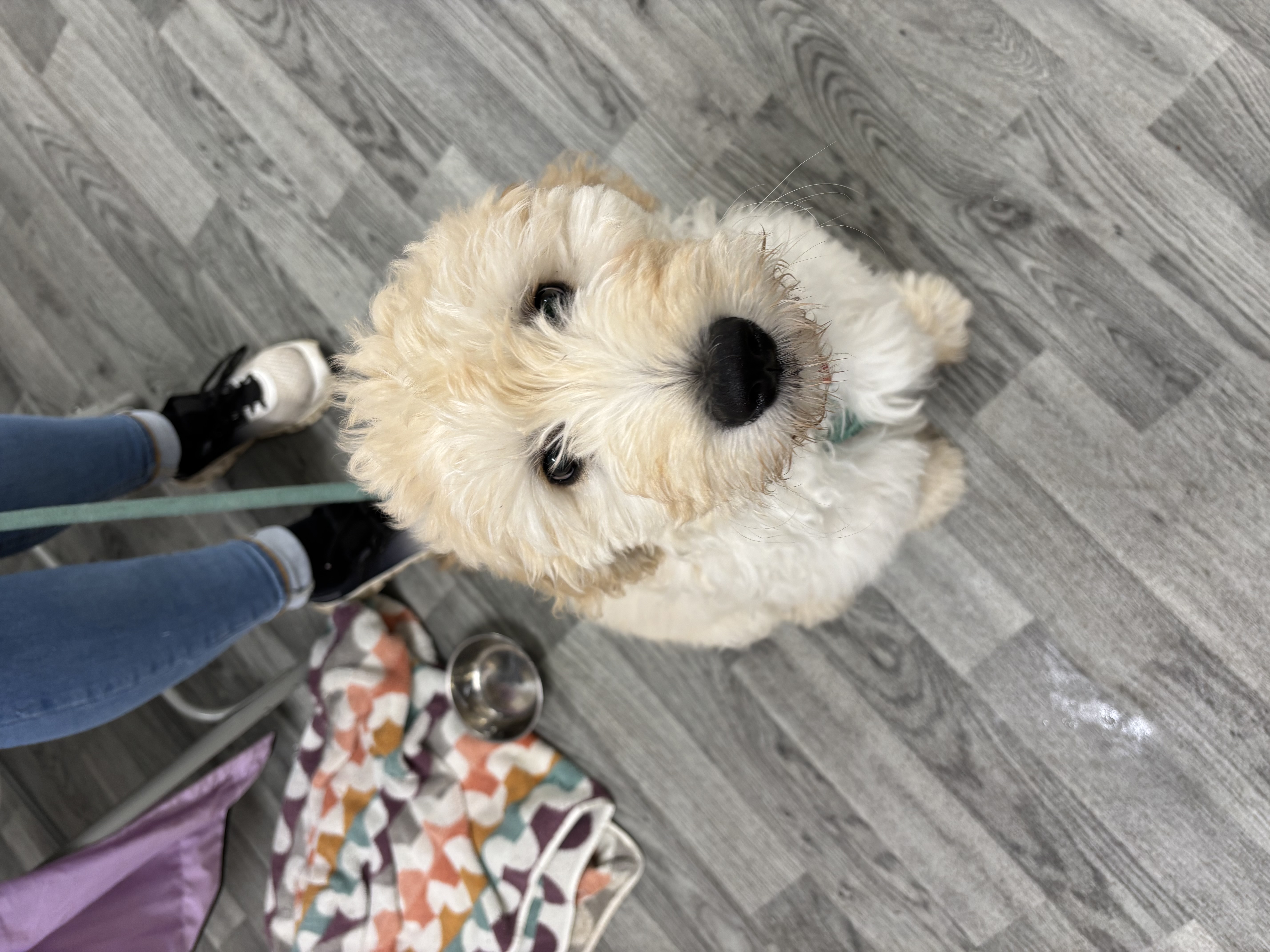 Fluffy cream Goldendoodle puppy in a puppy training session in Surrey
