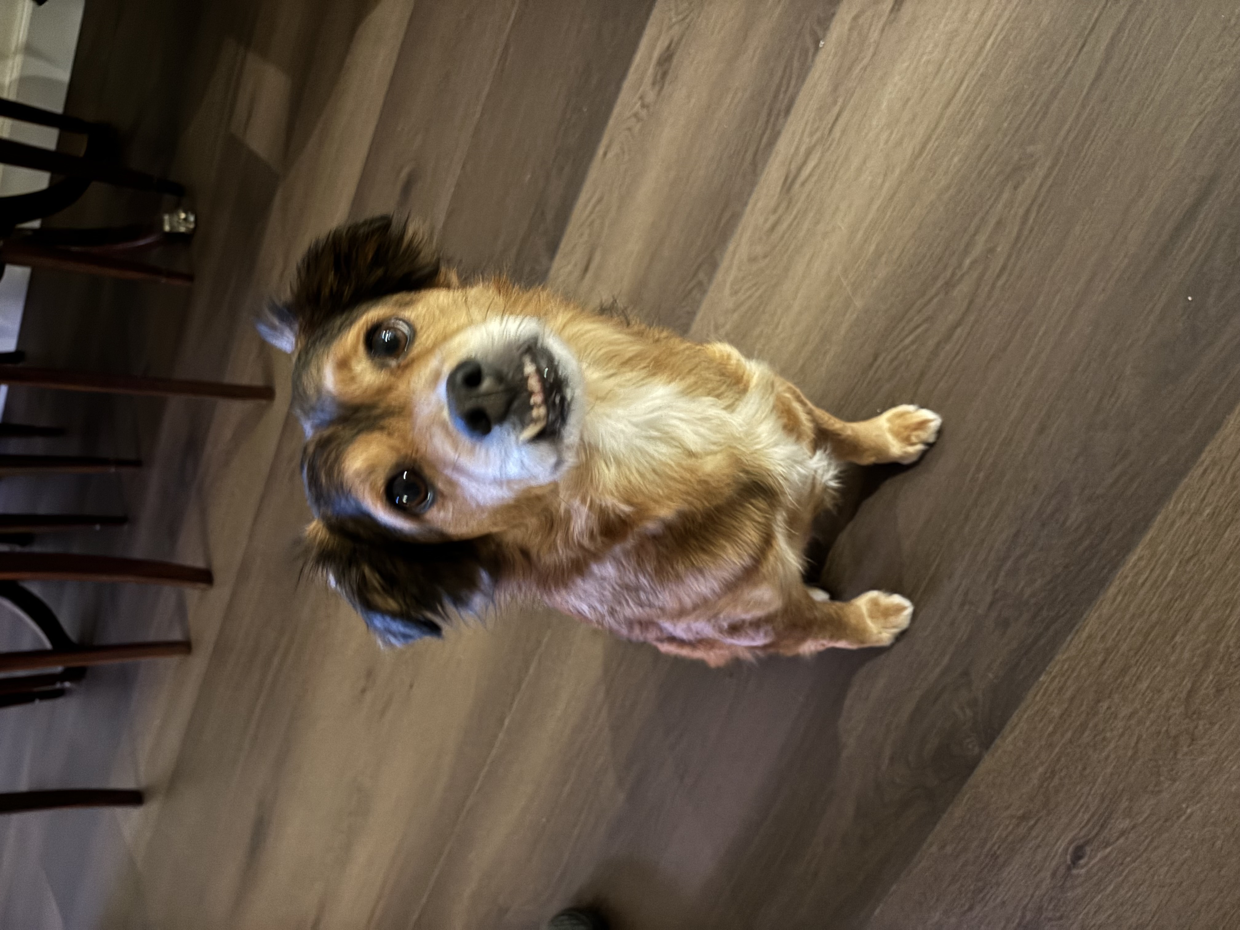 Happy ginger dog looking up and smiling after positive reinforcement training in Farnham