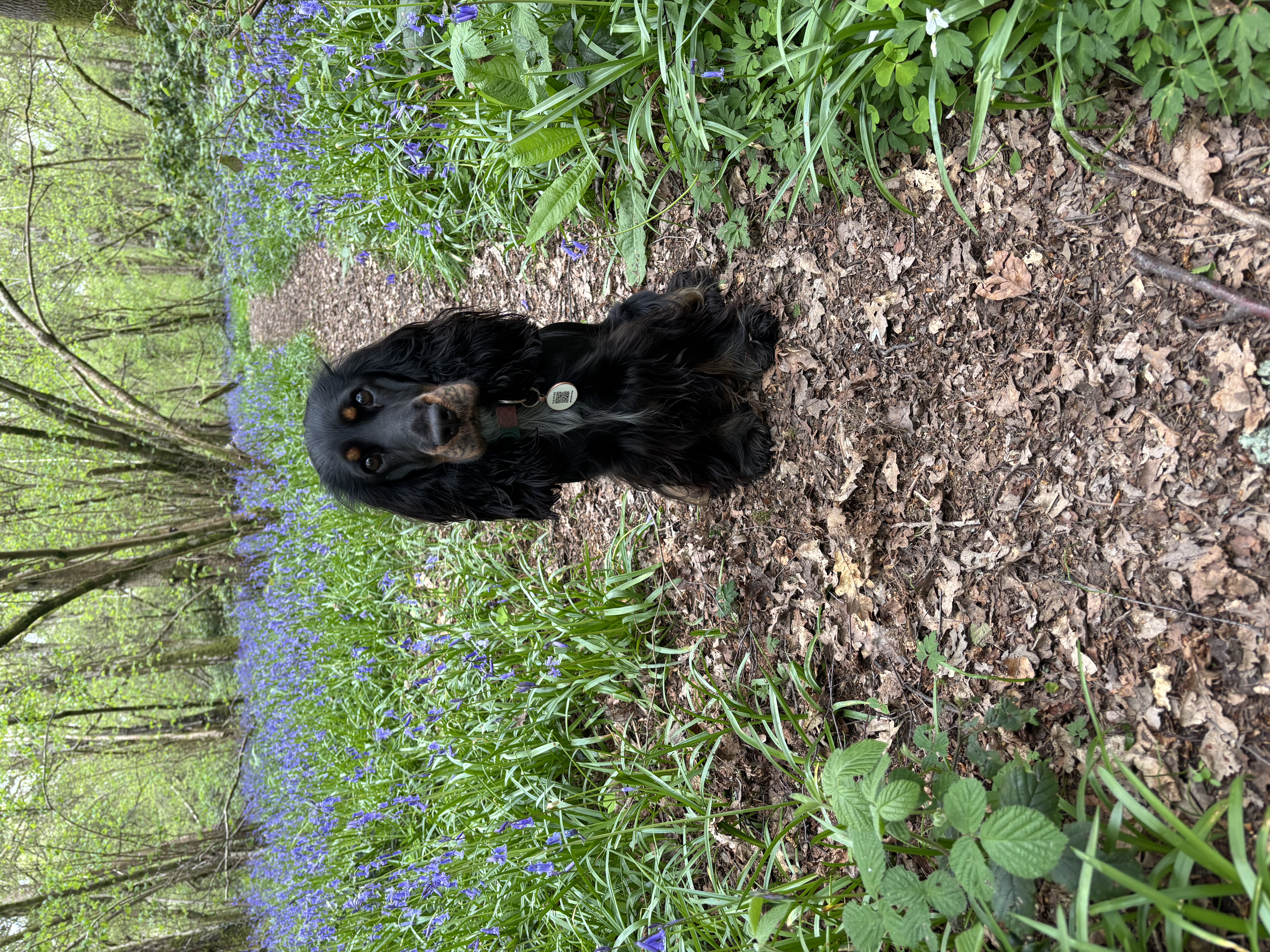 Black Spaniel sitting in Surrey bluebell woods on a spring walk near Farnham