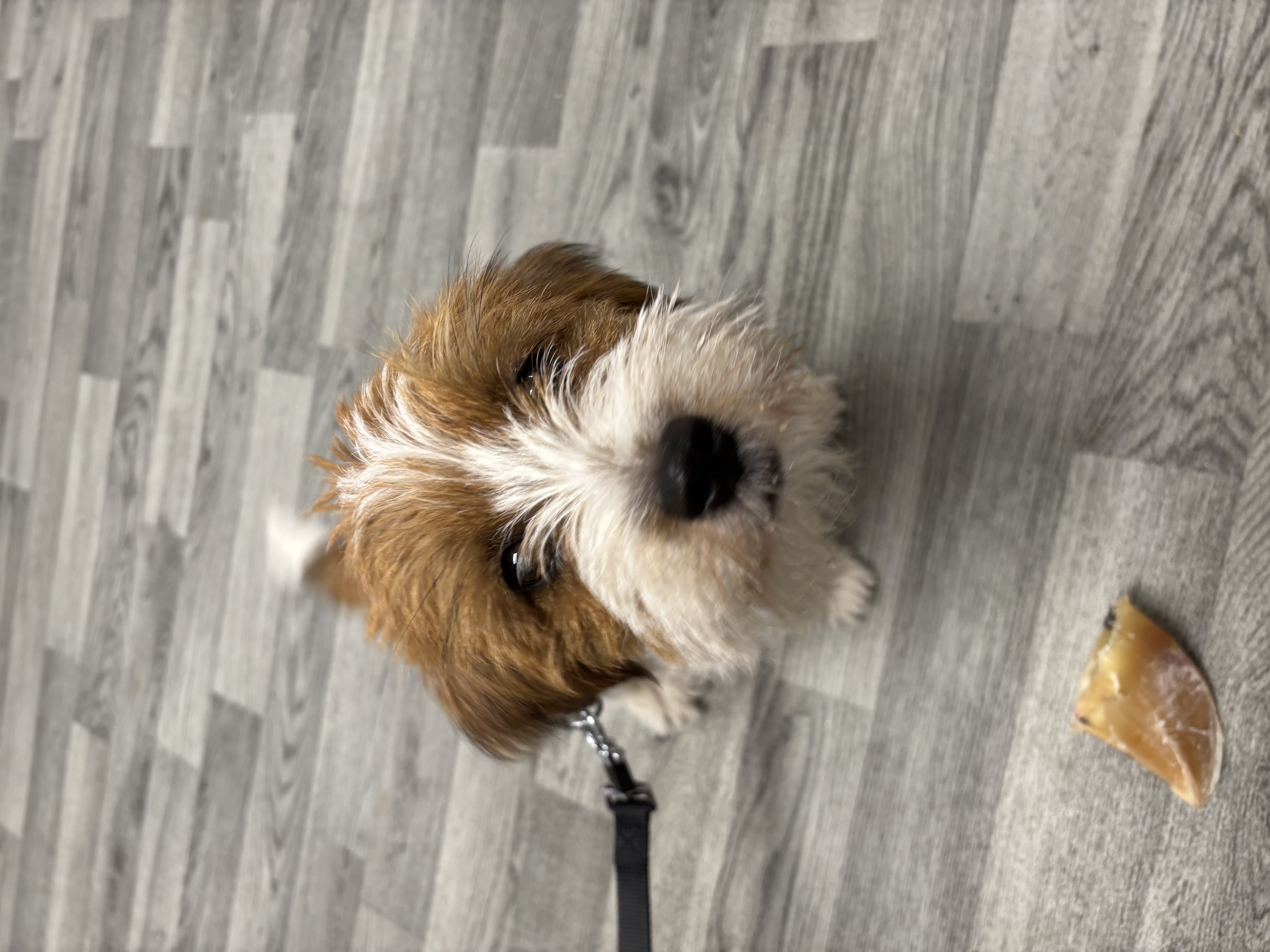 Wire Fox Terrier puppy focusing during a reward-based training session